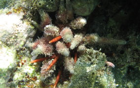 Slate Pencil Sea Urchin - Eucidaris tribuloides