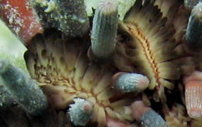 Slate Pencil Sea Urchin - Eucidaris tribuloides