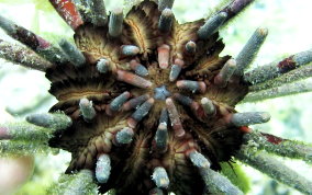 Slate Pencil Sea Urchin - Eucidaris tribuloides