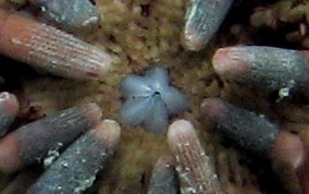 Slate Pencil Sea Urchin - Eucidaris tribuloides