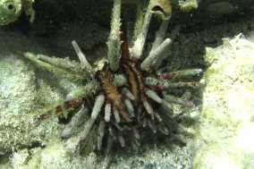 Slate Pencil Sea Urchin - Eucidaris tribuloides