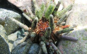 Slate Pencil Sea Urchin - Eucidaris tribuloides