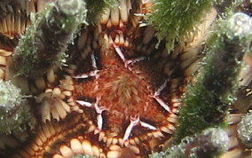 Slate Pencil Sea Urchin - Eucidaris tribuloides