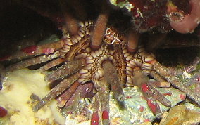 Slate Pencil Sea Urchin - Eucidaris tribuloides