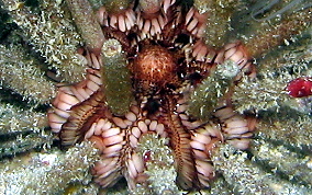 Slate Pencil Sea Urchin - Eucidaris tribuloides