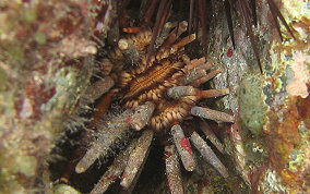 Slate Pencil Sea Urchin - Eucidaris tribuloides