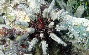 Slate Pencil Sea Urchin - Eucidaris tribuloides