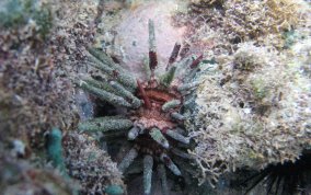 Slate Pencil Sea Urchin - Eucidaris tribuloides