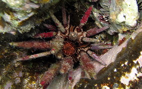 Slate Pencil Sea Urchin - Eucidaris tribuloides