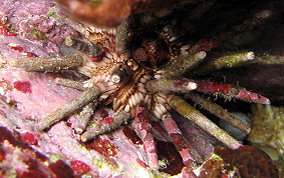 Slate Pencil Sea Urchin - Eucidaris tribuloides