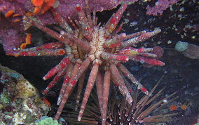 Slate Pencil Sea Urchin - Eucidaris tribuloides