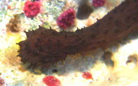 Slender Sea Cucumber - Holothuria impatiens