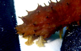 Slender Sea Cucumber - Holothuria impatiens