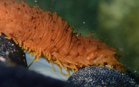 Slender Sea Cucumber - Holothuria impatiens