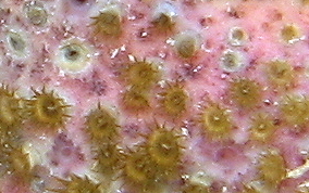 Sponge Zoanthid