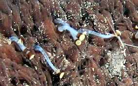 Three-Rowed Sea Cucumber - Isostichopus badionotus 