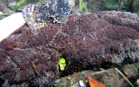 Three-Rowed Sea Cucumber - Isostichopus badionotus 