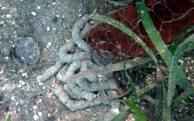 Three-Rowed Sea Cucumber - Isostichopus badionotus