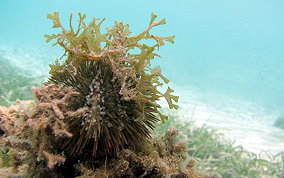 Variegated Sea Urchin - Lytechinus variegatus