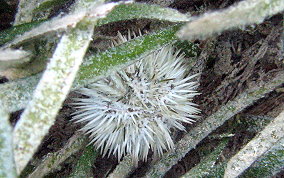 Variegated Sea Urchin - Lytechinus variegatus