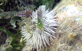 Variegated Sea Urchin - Lytechinus variegatus