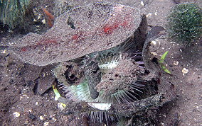 Variegated Sea Urchin - Lytechinus variegatus