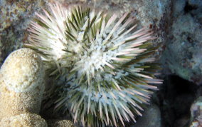 Variegated Sea Urchin - Lytechinus variegatus