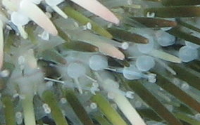 Variegated Sea Urchin - Lytechinus variegatus