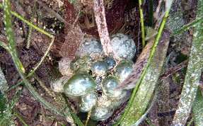 Variegated Sea Urchin - Lytechinus variegatus