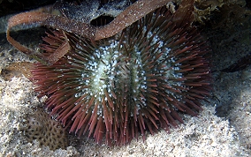 Variegated Sea Urchin - Lytechinus variegatus