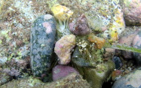 Variegated Sea Urchin - Lytechinus variegatus