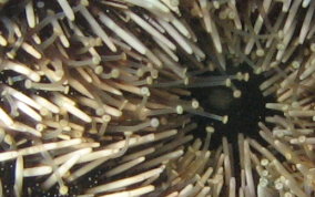 West Indian Sea Egg (Urchin) - Tripneustes ventricosus 