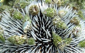 West Indian Sea Egg (Urchin) - Tripneustes ventricosus 