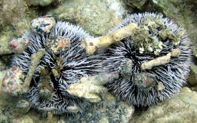 West Indian Sea Egg (Urchin) - Tripneustes ventricosus 