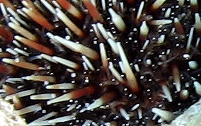 West Indian Sea Egg (Urchin) - Tripneustes ventricosus 