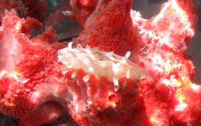 Amber Penshell - Pinna carnea 