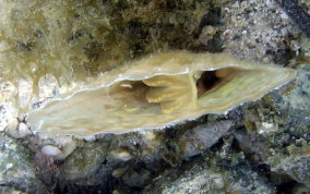 Amber Penshell - Pinna carnea 