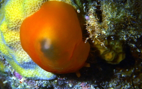 Apricot Sidegill Slug - Berthellina quadridens / Berthellina engeli 