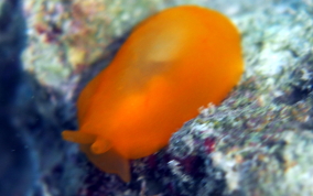 Apricot Sidegill Slug - Berthellina quadridens / Berthellina engeli 