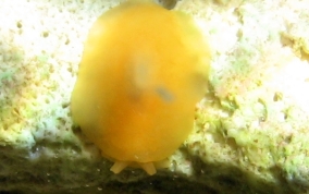 Apricot Sidegill Slug - Berthellina quadridens / Berthellina engeli 