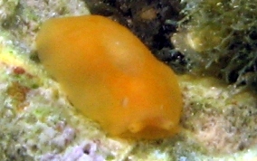 Apricot Sidegill Slug - Berthellina quadridens / Berthellina engeli 