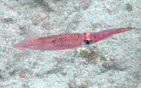 Arrow Squid - Juvenile