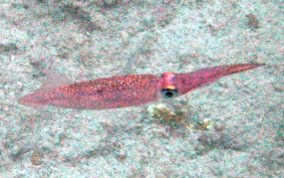 Arrow Squid - Family Loliginidea