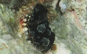 Atlantic Thorny Oyster - Spondylus americanus