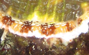 Atlantic Thorny Oyster - Spondylus americanus