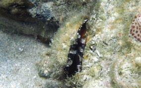 Atlantic Thorny Oyster - Spondylus americanus