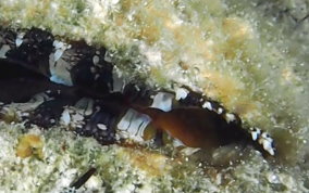 Atlantic Thorny Oyster - Spondylus americanus