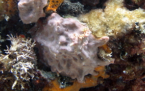 Atlantic Thorny Oyster - Spondylus americanus