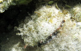 Atlantic Thorny Oyster - Spondylus americanus