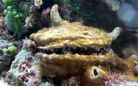 Atlantic Thorny Oyster - Spondylus americanus